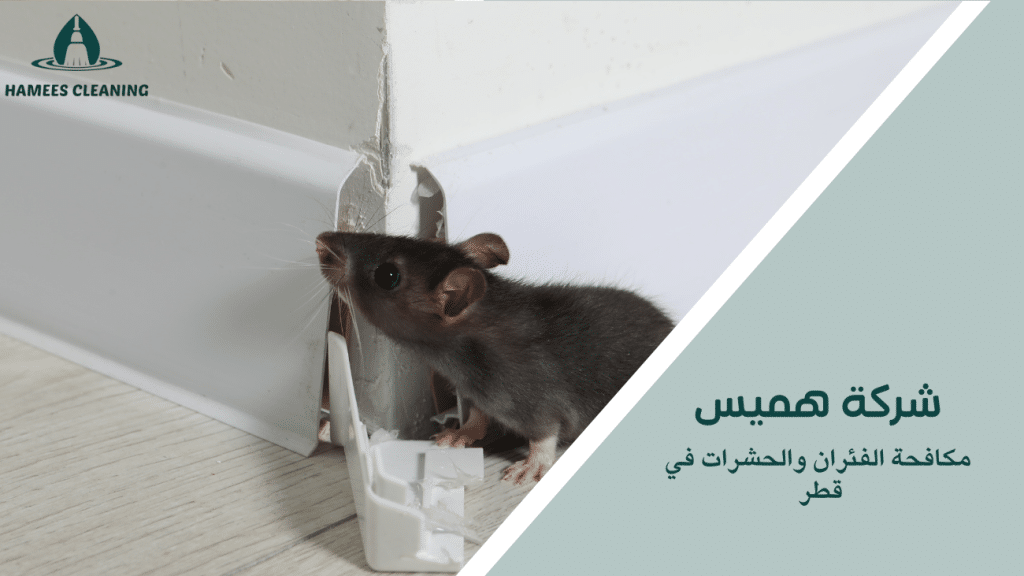 مكافحة الفئران والحشرات في قطر