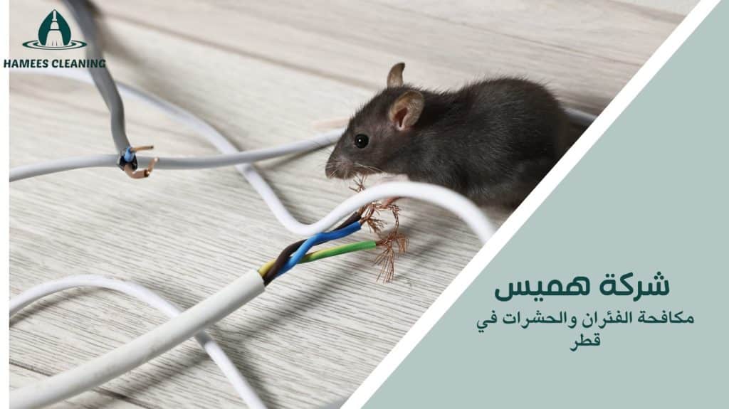 مكافحة الفئران والحشرات في قطر