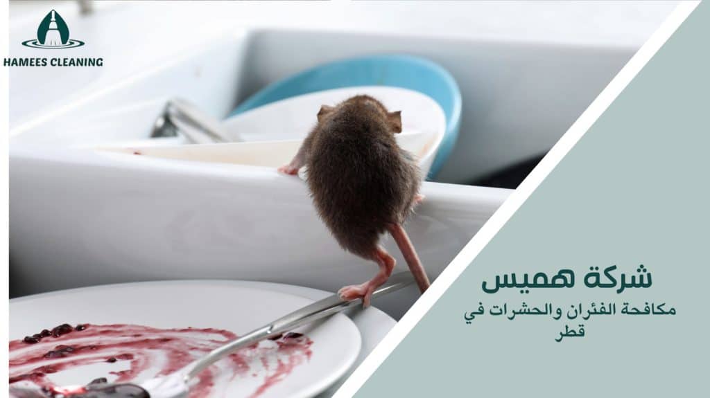 مكافحة الفئران والحشرات في قطر