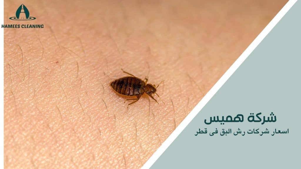 اسعار شركات رش البق فى قطر