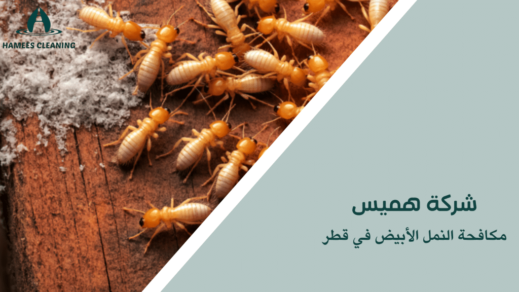 مكافحة النمل الأبيض في قطر