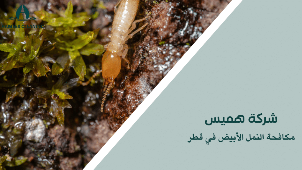 مكافحة النمل الأبيض في قطر