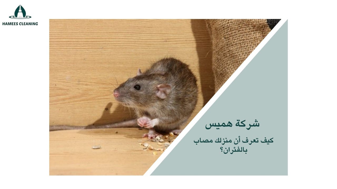 مكافحة الفئران في قطر