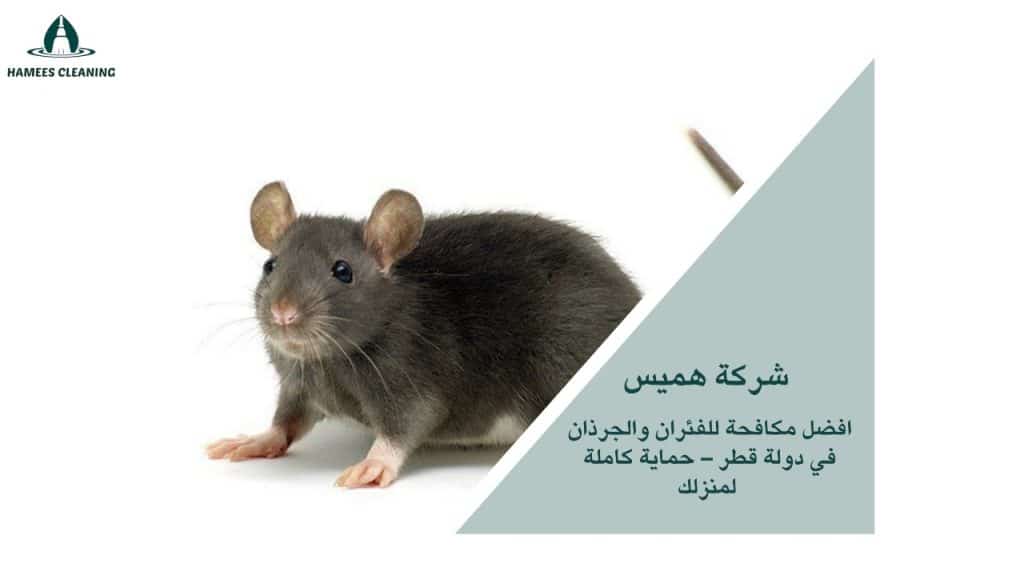 مكافحة الفئران في قطر