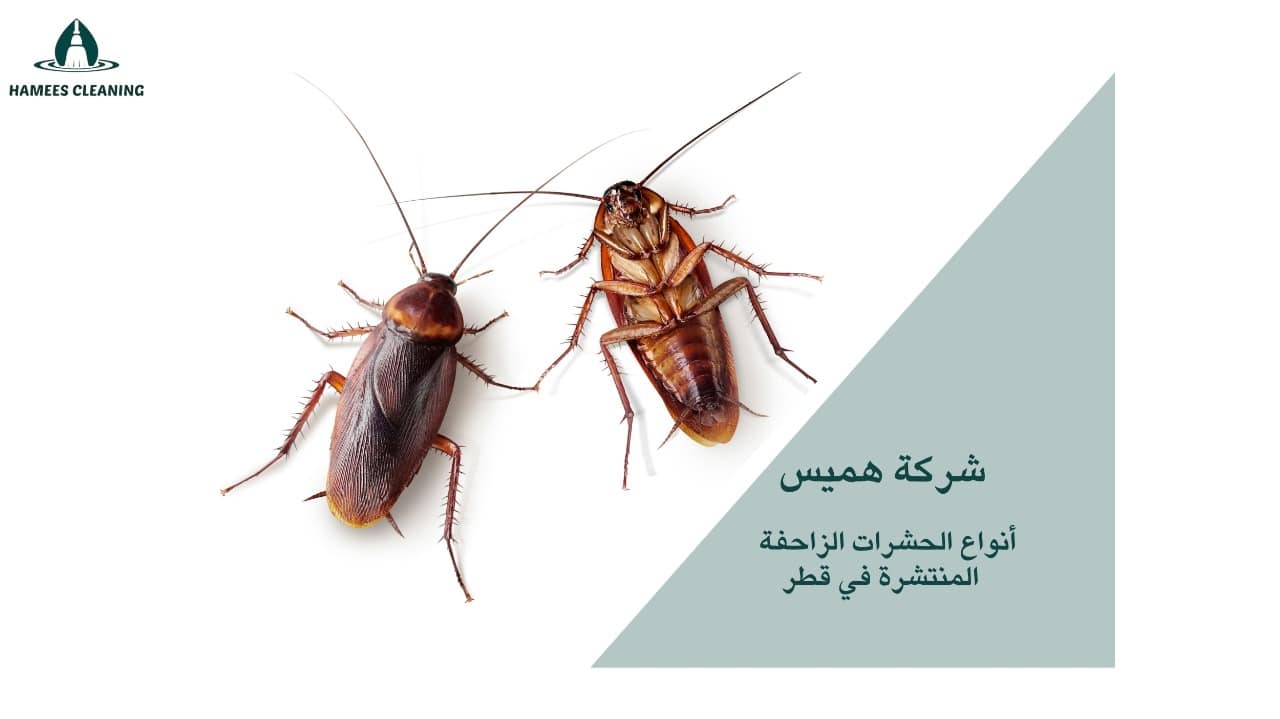 مكافحة الحشرات الزاحفة قطر