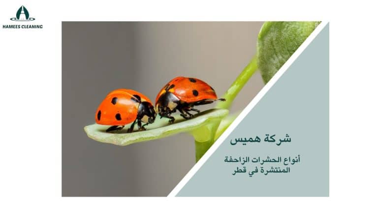 مكافحة الحشرات الزاحفة قطر