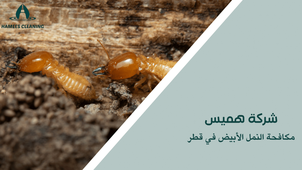 مكافحة النمل الأبيض في قطر