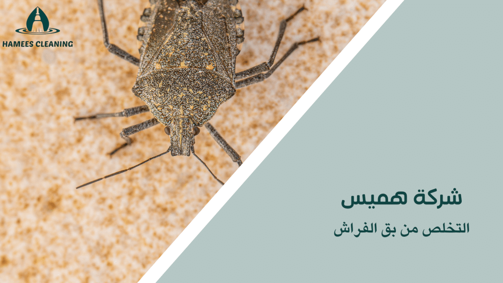 شركة مكافحة بق الفراش في قطر