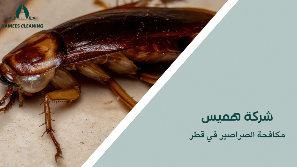 مكافحة الصراصير في قطر