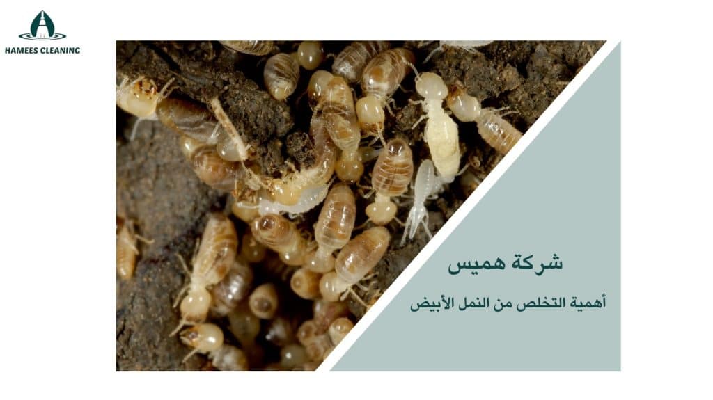مكافحة النمل في قطر