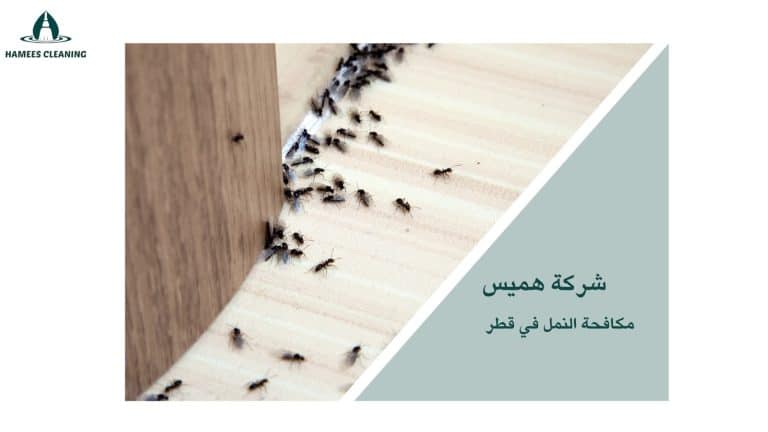 مكافحة النمل في قطر حلول فعالة للقضاء عليه نهائيًا