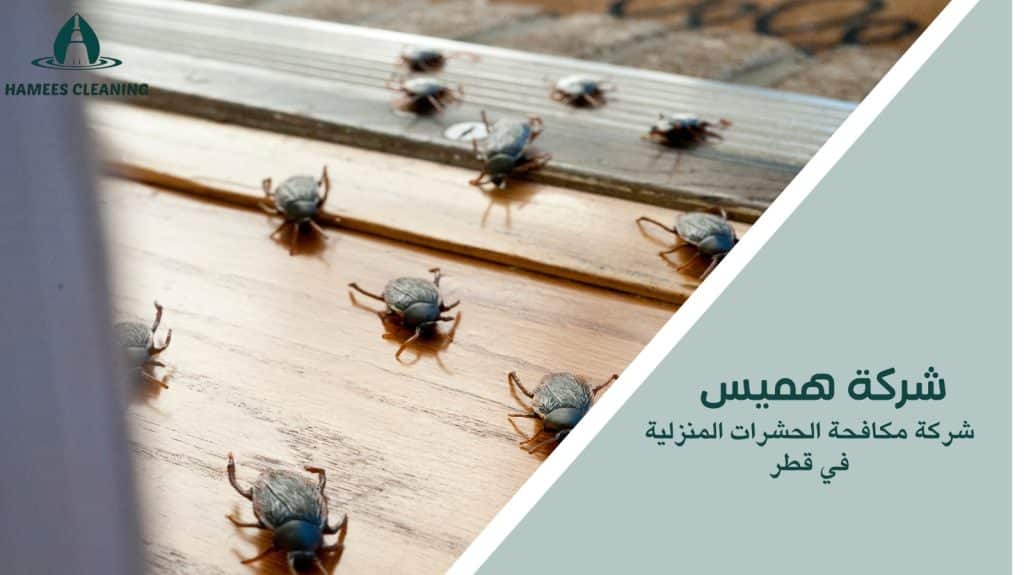 مكافحة الحشرات المنزلية في قطر