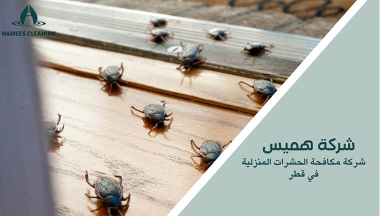 مكافحة الحشرات المنزلية في قطر