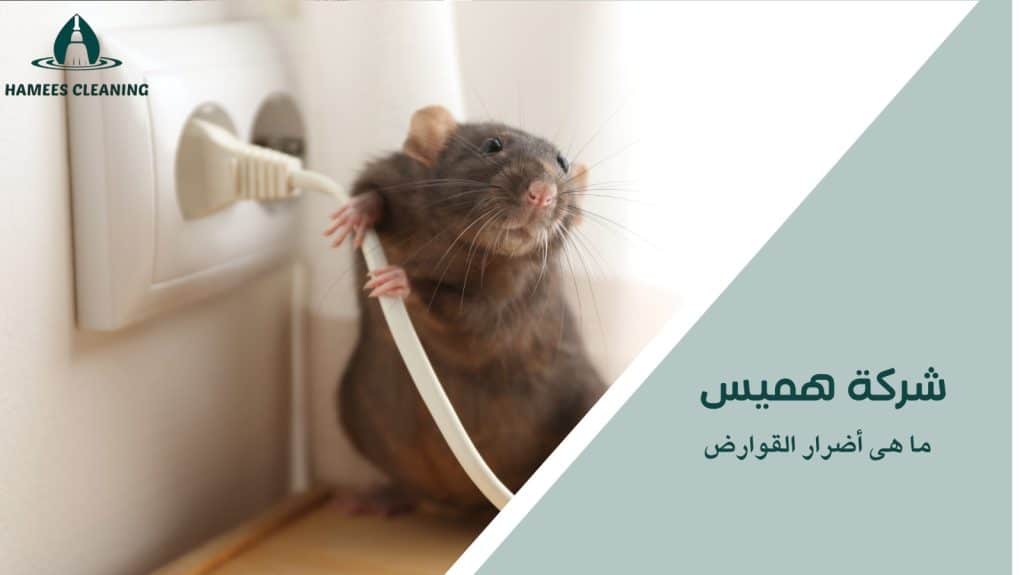 مكافحة القوارض في قطر
