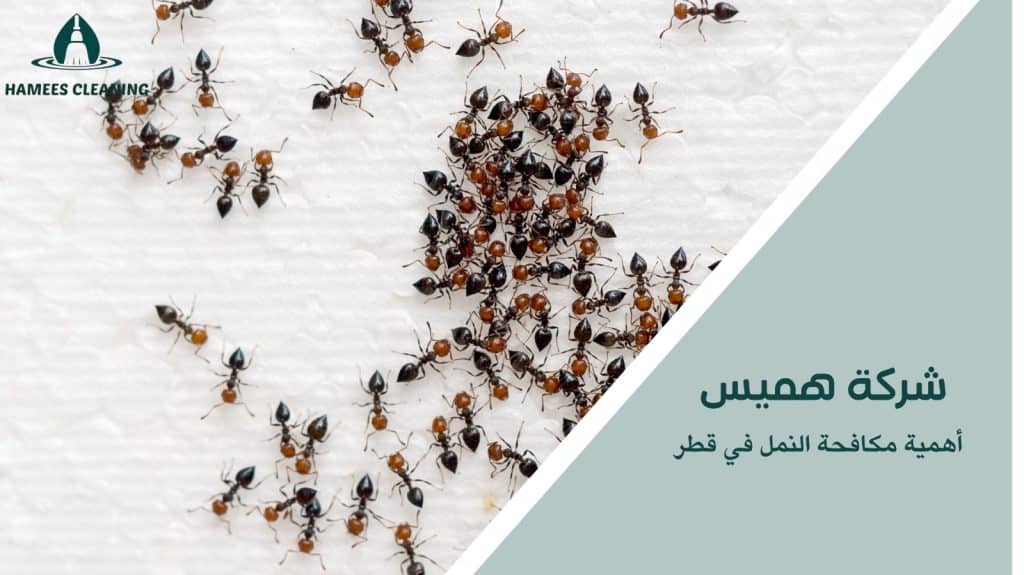 مكافحة النمل في قطر