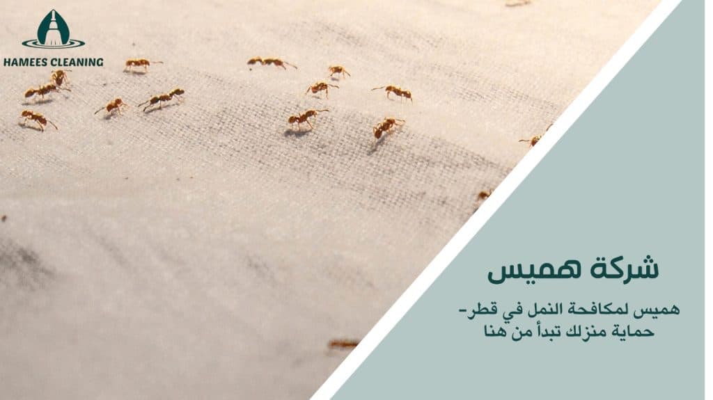 مكافحة النمل في قطر