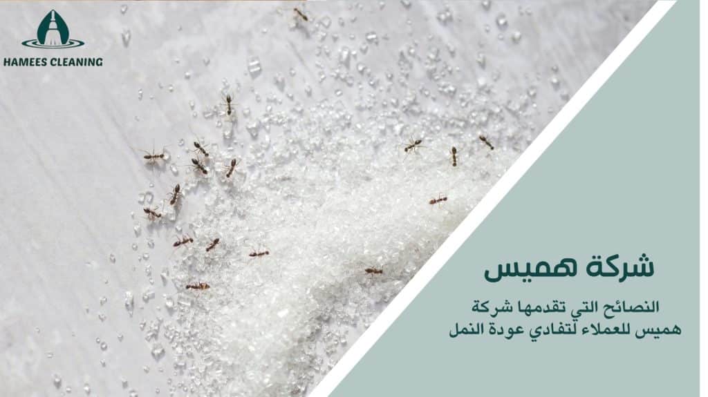 مكافحة النمل في قطر