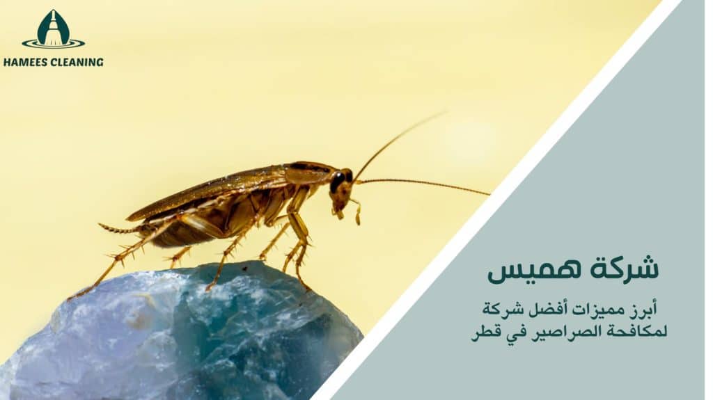 شركة مكافحة الصراصير