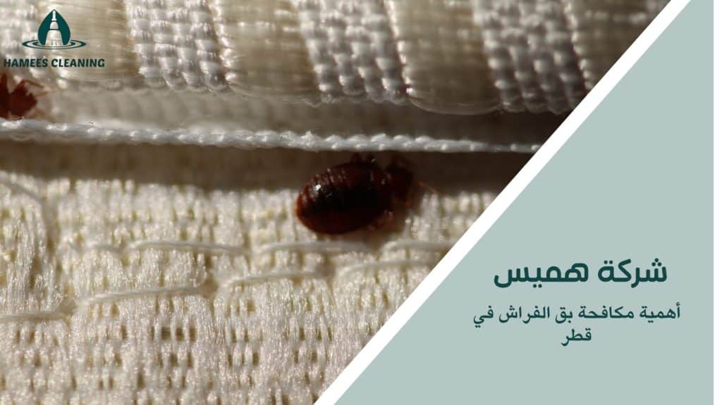 مكافحة بق الفراش في قطر