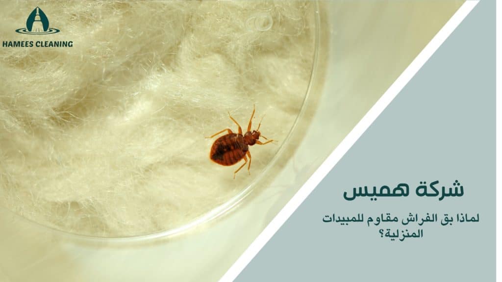 مكافحة بق الفراش في قطر