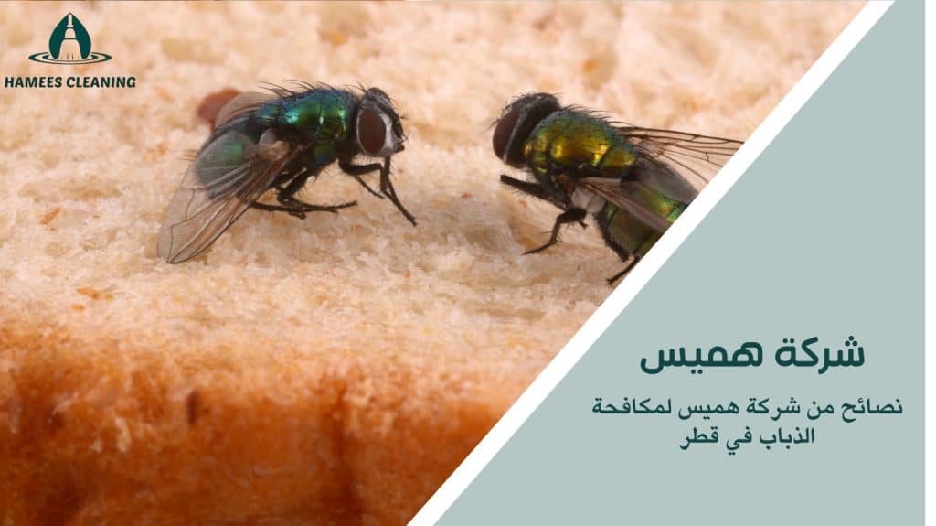 مكافحة الذباب في قطر