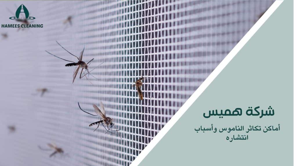 مكافحة الناموس في قطر