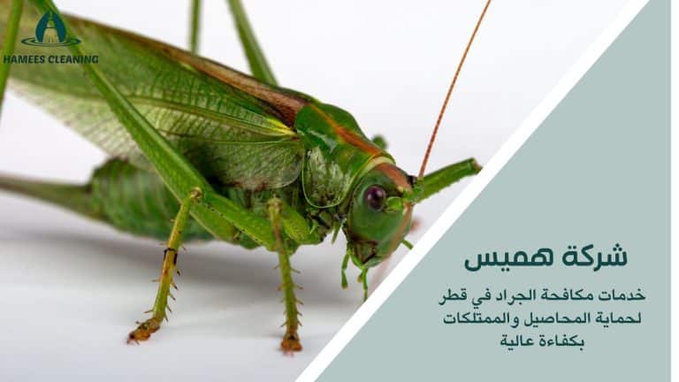مكافحة الجراد في قطر
