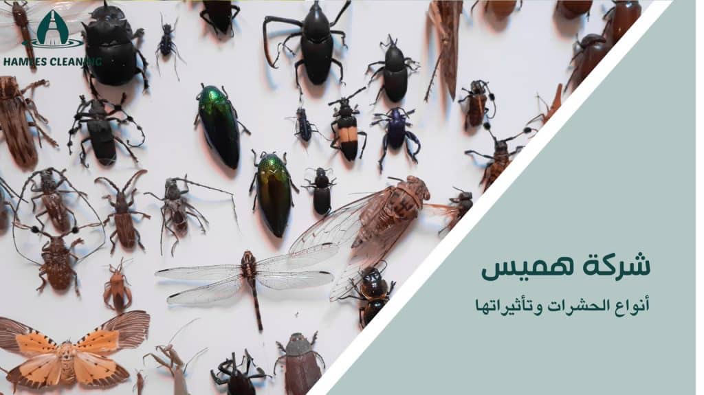 مكافحة الجراد في قطر