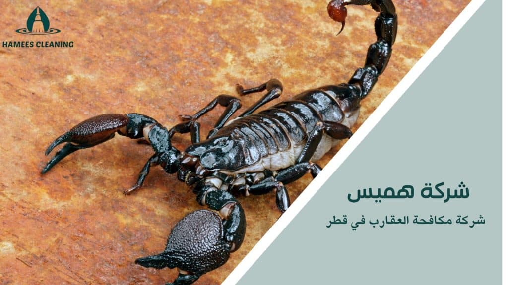 مكافحة العقارب في قطر