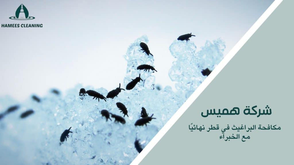 مكافحة البراغيث في قطر