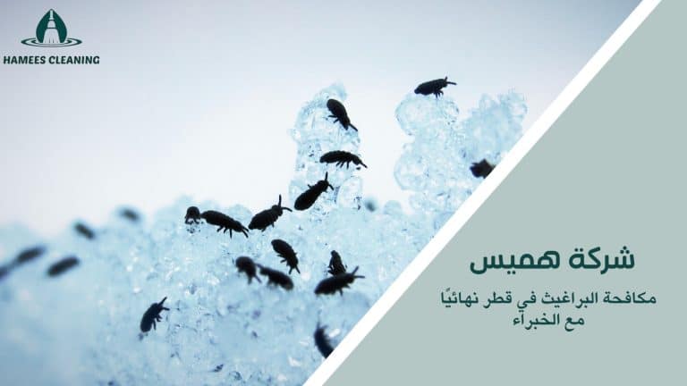 مكافحة البراغيث في قطر