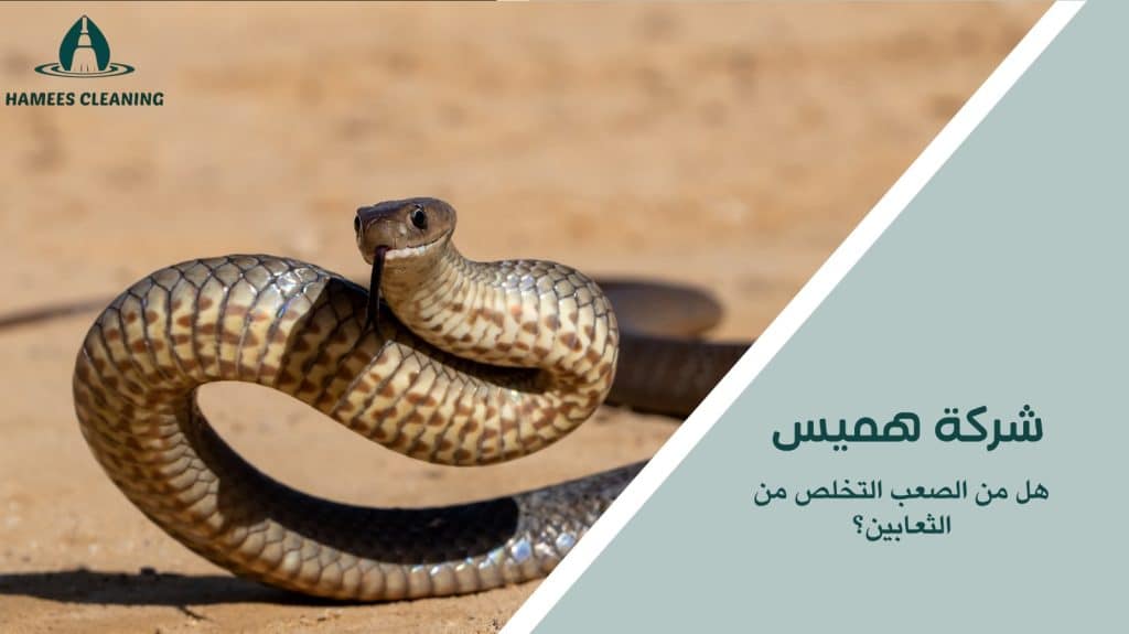 مكافحة الثعابين في قطر