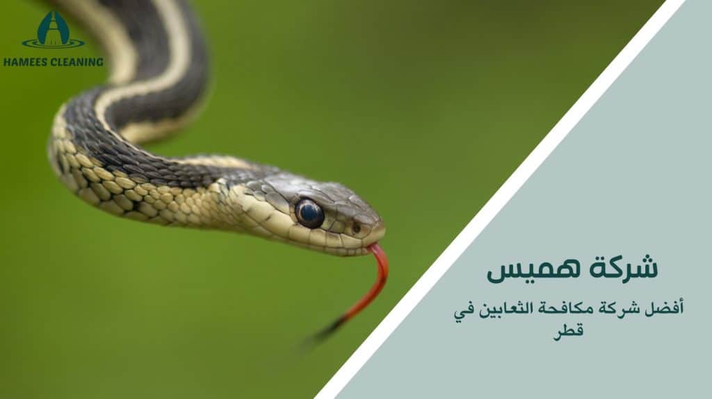 مكافحة الثعابين في قطر