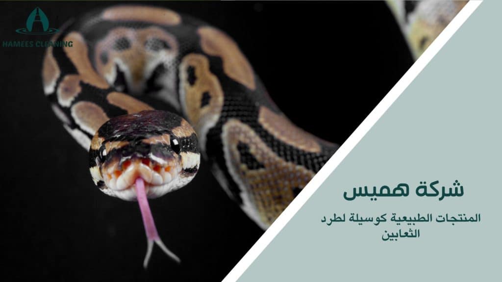 مكافحة الثعابين في قطر