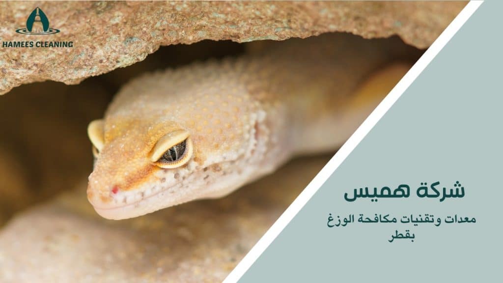 مكافحة الوزغ في قطر