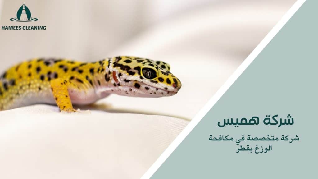 مكافحة الوزغ في قطر