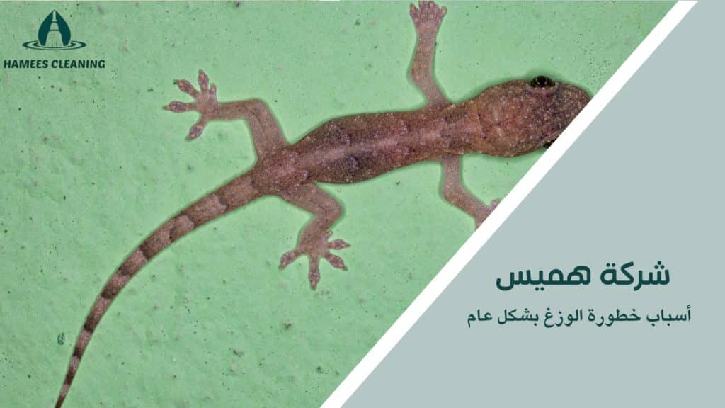 مكافحة الوزغ في قطر