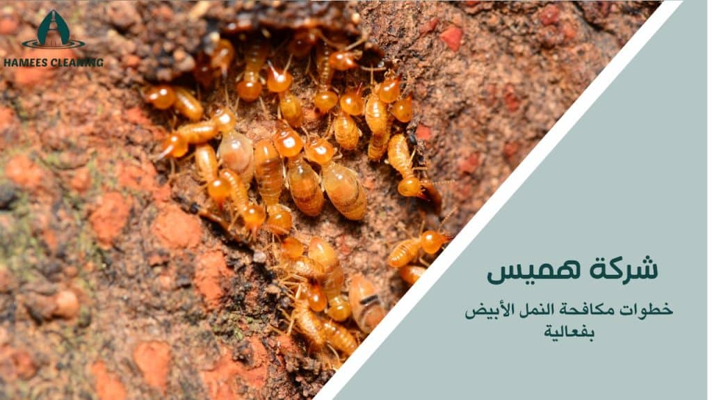 مكافحة النمل الأبيض في قطر