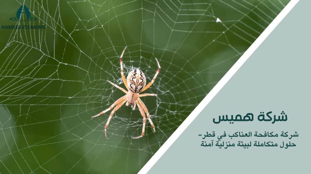 مكافحة العناكب في قطر