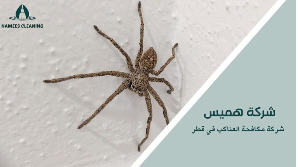 مكافحة العناكب في قطر