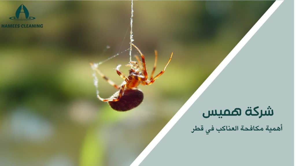 مكافحة العناكب في قطر