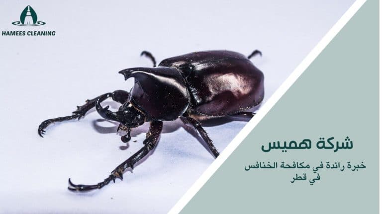 مكافحة الخنافس في قطر