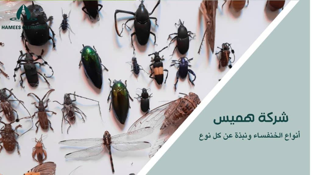 مكافحة الخنافس في قطر