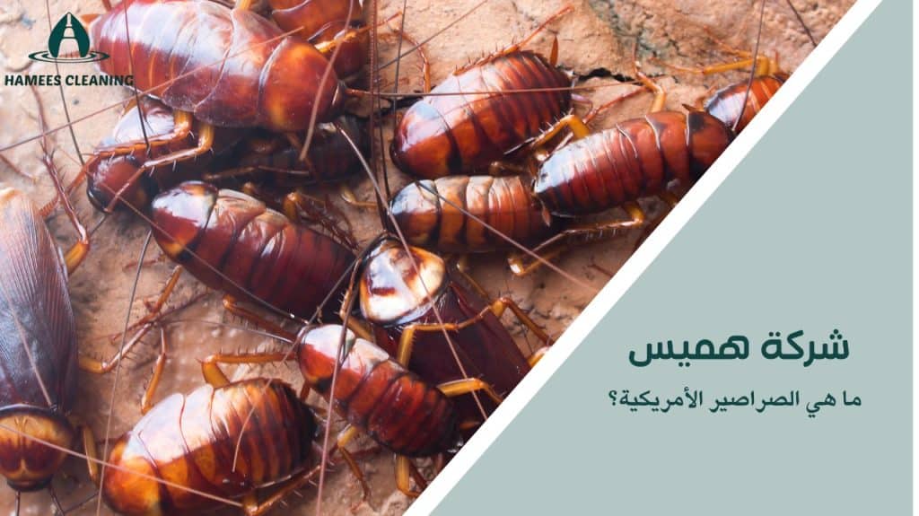 مكافحة الصراصير الأمريكية في قطر