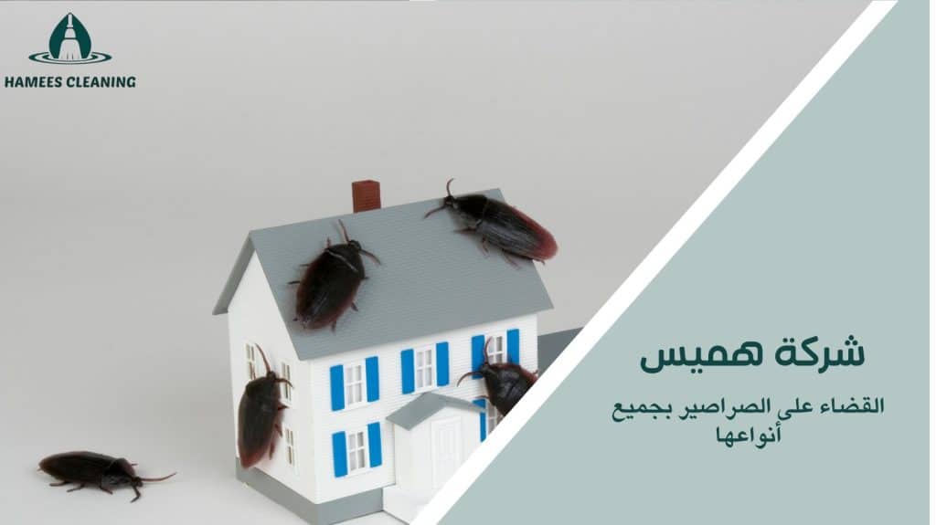 مكافحة الصراصير الألمانية في قطر