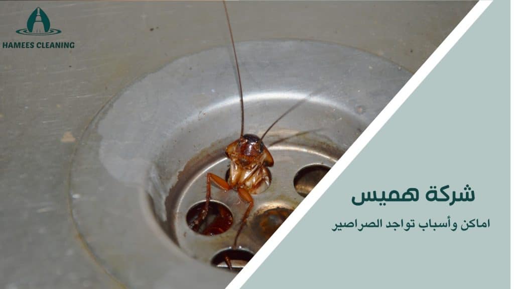 مكافحة الصراصير الألمانية في قطر