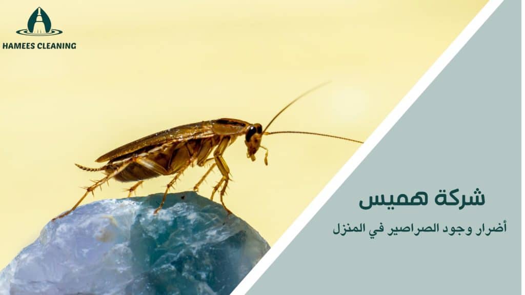 مكافحة الصراصير الشرقية في قطر