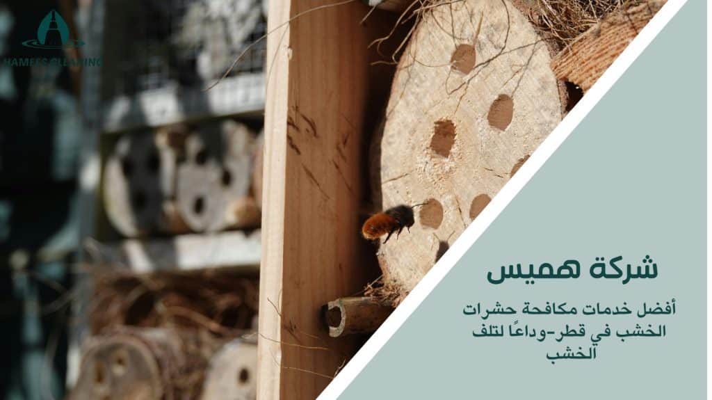 مكافحة حشرات الخشب في قطر