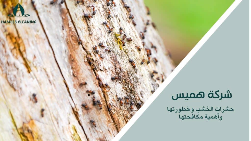 مكافحة حشرات الخشب في قطر