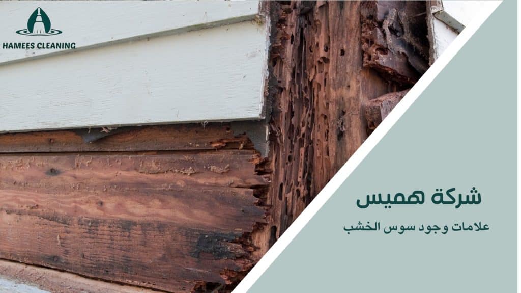 مكافحة حشرات الخشب في قطر